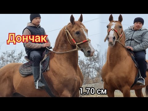 Видео: ЧЫКТЫ САТЫЛДЫ