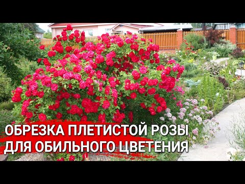Видео: Обрезка плетистой розы для обильного цветения