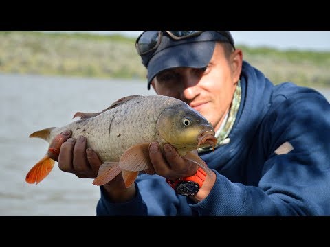 Видео: Карась и сазан на штекер. Чуть подробней о некоторых аспектах ловли.