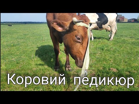 Видео: Обрезка копыт у Коровы Куклы.