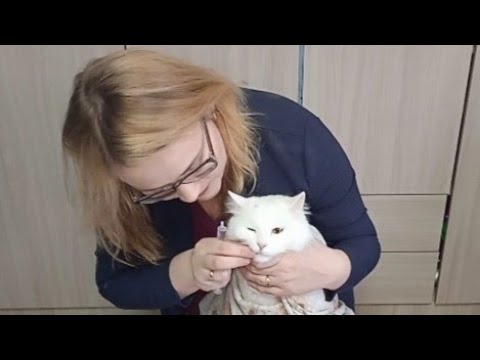 Видео: Как дать коту антибиотик, смекту, эспумизан, регидрон, зодак 💊таблетку, суспензию, раствор