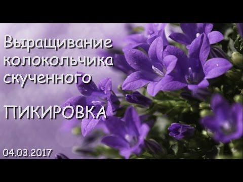 Видео: Выращивание колокольчика скученного. Часть 3 - Пикировка
