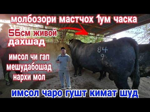 Видео: МОБОЗОРИ НОХИЯИ МАСТЧОХ