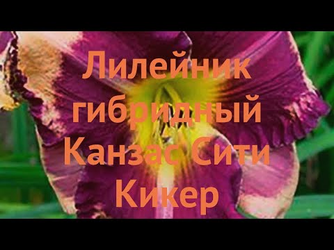 Видео: Лилейник гибридный Канзас Сити Кикер 🌿 обзор: как сажать, саженцы лилейника Канзас Сити Кикер