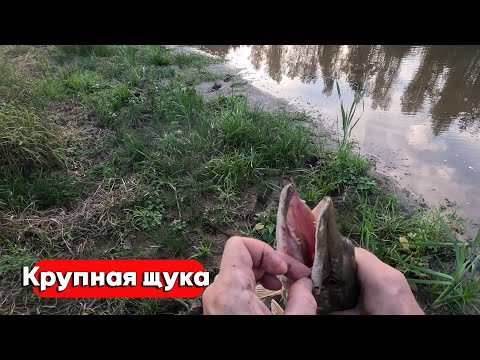 Видео: КРУПНАЯ ЩУКА НА ЖИВЦА! САМОЛОВКИ, ПОПЛАВОК, ВОБЛЕР! РЫБАЛКА НА ЩУКУ В АВГУСТЕ 2024