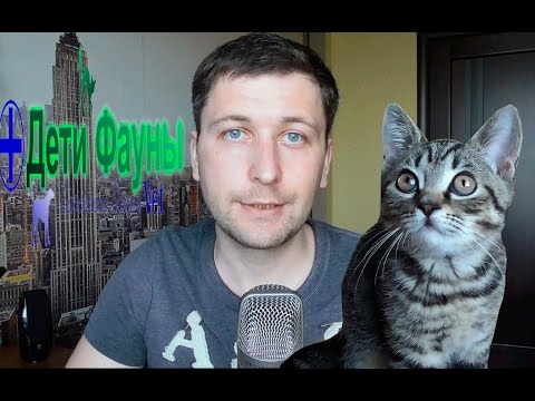 Видео: Пиометра у собак. Методы лечения пиометры у собак. Автор ветеринар