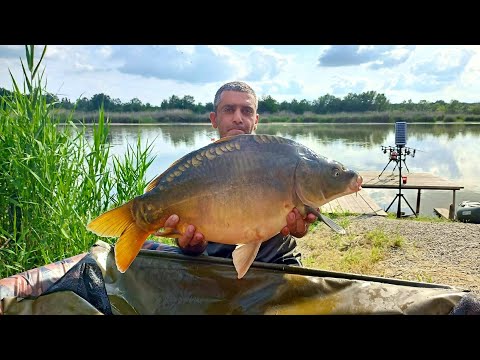 Видео: Два дня наблюдал за карпом на водоёме 🧐 и смог его поймать! 💪 Выезд на карповую рыбалку с семьёй..