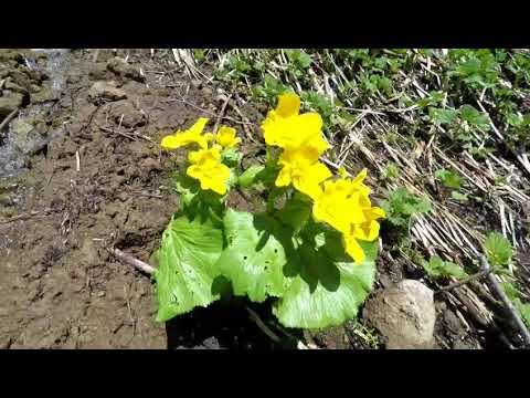 Видео: Первый коп в мд на Сахалине!  Красивая природа,  поход на грязевой вулкан!