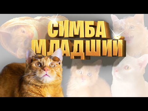 Видео: ЛУЧШИЕ ВИДЕО Симбочки Младшего!😻