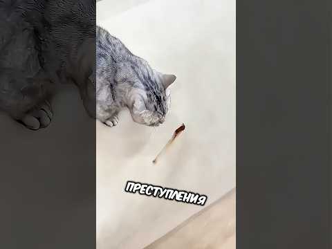 Видео: Кот Везде Обсикивался А Хозяйка Эта Кушала 😳😳😳😳😳