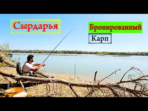 Видео: Рыбалка на Дикаре Бронированный Карп на фидер