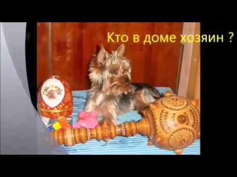 Видео: Йоркширский терьер. Занятия в собачьей школе.
