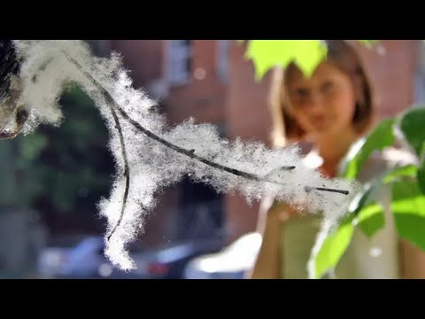 Видео: Наталья Ветлицкая - "По Тверской и Неглинной"