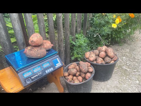 Видео: Садили  БЕЛЛАРОСУ - виросла СЛОВ‘ЯНКА  // нам  не важливо який сорт .., нам важливий  УРОЖАЙ .!!