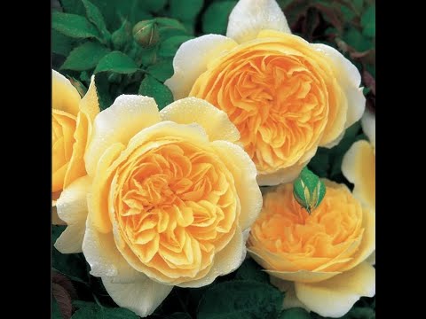 Видео: Роза Teasing Georgia. Розы Остина. Что в имени твоем?! Часть 22