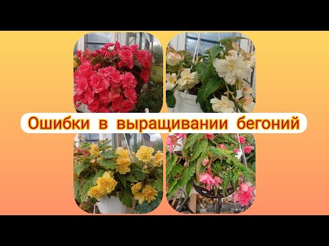 Видео: #БЕГОНИИ#ОШИБКИ В ВЫРАЩИВАНИИ#ЗИМОВКА#