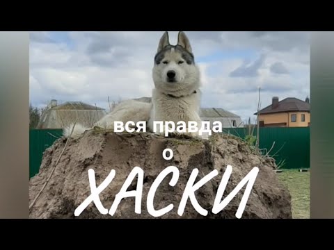 Видео: [разгром и порядок] собака ХАСКИ —вся правда о породе. Отзыв реального владельца. 12+