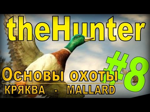 Видео: the Hunter - Кряква [Основы охоты] #8