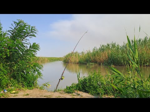 Видео: Рыбалка на сазана в конце июля.Рыбалка удалась!