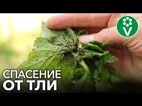 Видео: ТЛЯ БОИТСЯ ЭТОГО КАК ОГНЯ! Спасаем пораженные кустарники смородины!