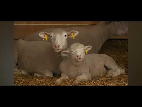 Видео: ташлинский баран от Аргонавта, Ставрополь