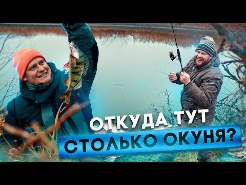 Видео: ОТКУДА ТУТ СТОЛЬКО ОКУНЯ?