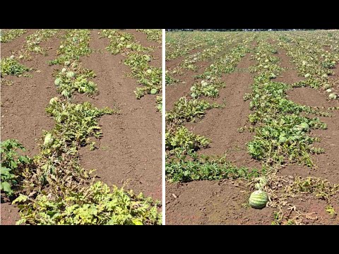 Видео: Сушата съсипва реколтата от дини