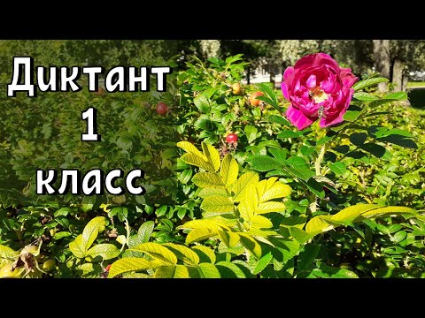 Видео: Диктант 1 класс с проверкой | В парке