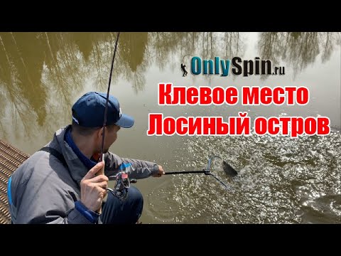 Видео: Форельевые безлимиты. Клевое место. Лосиный остров. #OnlySpin