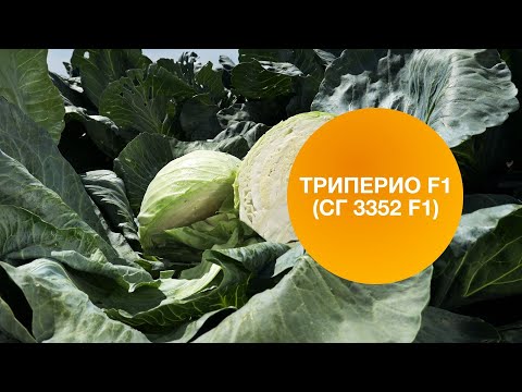 Видео: ТРИПЕРИО F1 (СГ 3352 F1) | Овощная усадьба