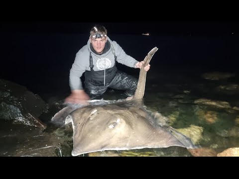 Видео: Монстр обыкновенный скат, береговая рыбалка, все, что вам нужно знать, МАРКИ, ОСНАСТКИ, НАЖИВКА, ...
