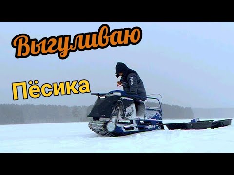 Видео: Обкатываю мотособаку, расскажу с чем столкнулся после покупки мотобуксировщика, Барс Следопыт