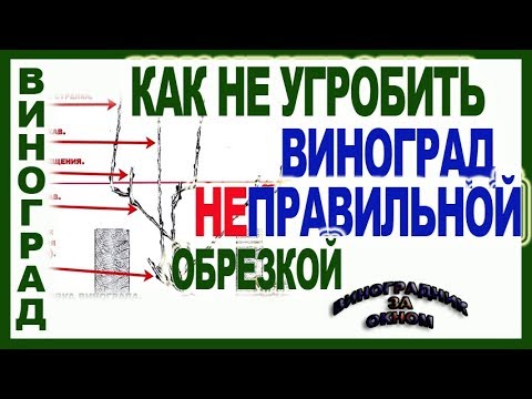 Видео: 🍇 10 секретов ежегодной обрезки винограда на урожай.  Школа виноградаря 2019. Часть №7.