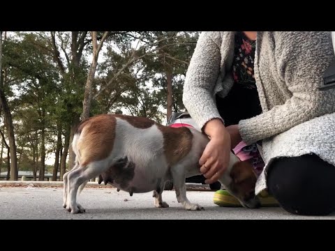 Видео: Ее бросили в парке после того, как она сильно забеременела! Она испугалась и спряталась под машину.