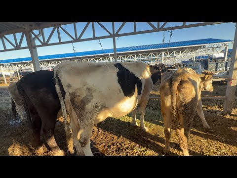 Видео: Уй базар саан бооз музоолуу уйлар сокулук мал базары