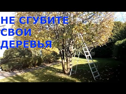 Видео: Обрезка деревьев - весной или осенью?