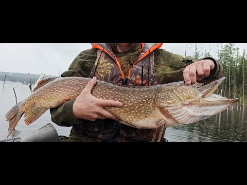 Видео: Гиганские щуки.  Рыбалка на Ангаре