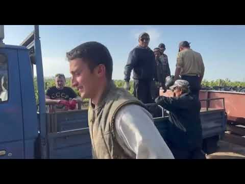 Видео: Едем покупать виноград на вино. Делаем Вино