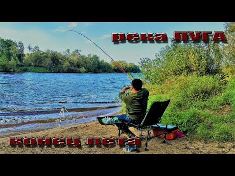 Видео: река ЛУГА КУРОВИЦЫ рыбалка с комфортом на фидер, конец лета
