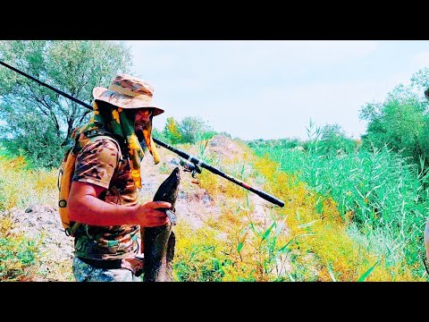 Видео: Янгиободда янги илонбош ови.1