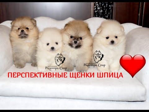 Видео: Семейка ШПИЦЕВ. Мама теперь ТОЛЬКО на ночь...ПОЧЕМУ? Щенки МИНИ шпица 1,5 месяца с доставкой.Shpitz
