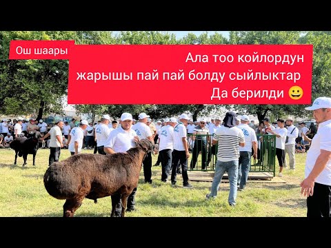 Видео: ОШ ШААРЫ ТӨЛӨЙКӨН МЫНА АЛА ТОО КОЙЛОРУ ВЫСТАВКА БОЛДУ ЖЕҢИШТЕР СЫЙЛЫКТАР ДА БЕРИЛДИ 😀2025 ж 7 сент