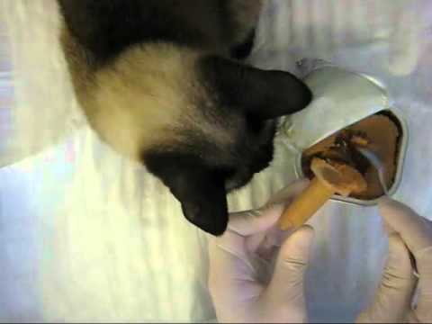 Видео: Принудительное кормление животных