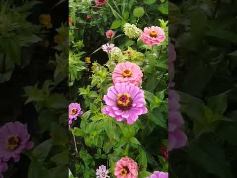 Видео: Воспоминания о сентябре #цветы #сад #растения #цветынадаче #flowers #дача #циния