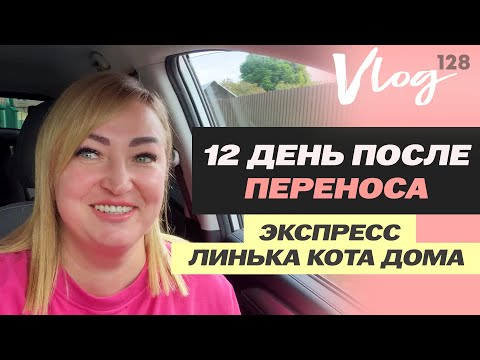 Видео: ЭКО. 12 ДПП // ХГЧ // Самочувствие // Борьба с шерстью дома