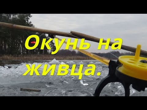 Видео: ЛОВИМ ОКУНЯ НА ЖИВЦА / Зимняя рыбалка / УЛОВИСТАЯ СНАСТЬ.