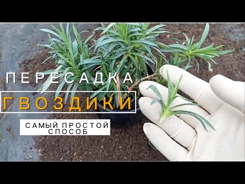 Видео: Пересадка гвоздики: Практические советы и секреты ухода!