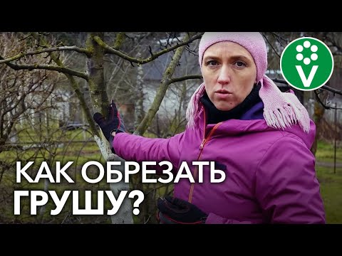 Видео: ОБРЕЗКА ГРУШИ ВЕСНОЙ. Детальная обрезка для начинающих