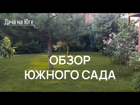 Видео: Дача на Юге - Обзор сада на юге