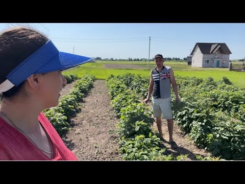 Видео: Підживлення і догляд за малиною! Сезон закруток відкрито💥💥💥